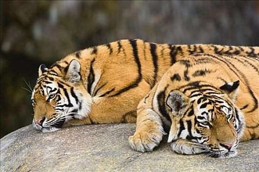 两个,虎,卧,靠近,禁猎区
