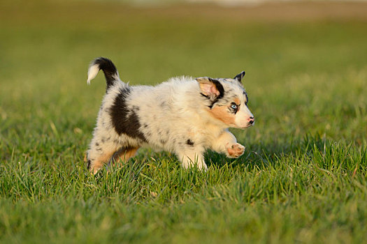 澳洲牧羊犬,小狗,草地,跑