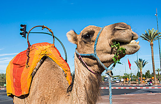 玛拉喀什,摩洛哥,特写,骆驼,吃草,街上,靠近,清真寺,库图比亚清真寺,城市,市区