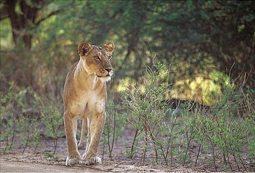 雌狮,母狮,狮子,猫科动物,哺乳动物,萨布鲁国家公园,肯尼亚,非洲,动物