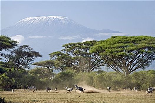 肯尼亚,安伯塞利国家公园,动物,食肉动物,壮观,乞力马扎罗山,高耸,高处,大,金合欢树,刺槐