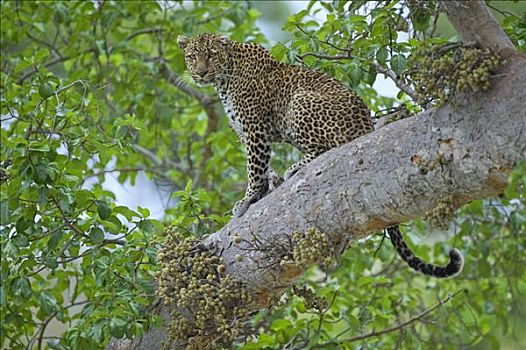 印度豹,豹,马赛马拉国家保护区,肯尼亚,东非