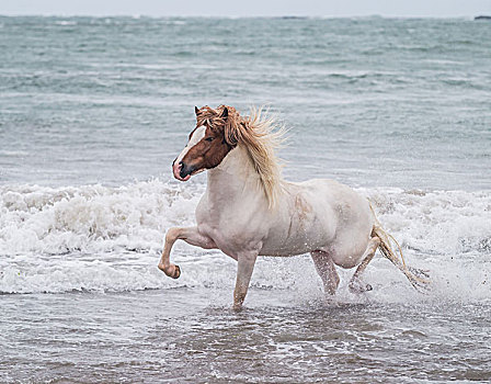 马,跑,海岸线,冰岛