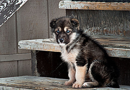 哈士奇犬,小狗,台阶,加拿大