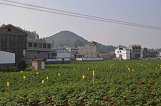 马铃薯长势喜人,土豆,洋芋,植物,夏季,种植,生长期,植株,连片种植