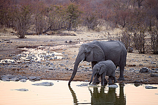 非洲象,幼兽,喝,水坑,晚上,埃托沙国家公园,纳米比亚,非洲