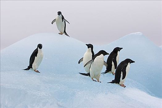 阿德利企鹅,站立,冰山,保利特岛,南极