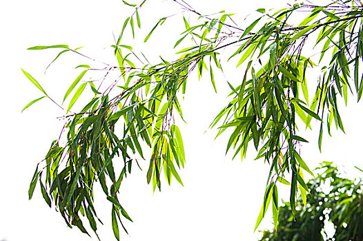 竹子,叶子,隔绝,白色背景,背景
