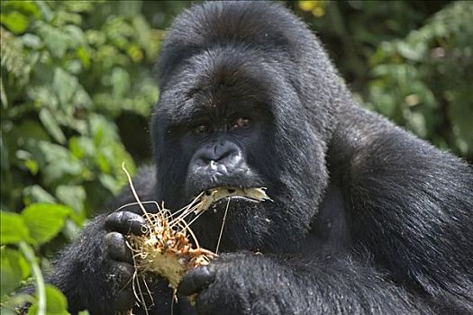 银背大猩猩,山地大猩猩,大猩猩,吃,维龙加山,火山国家公园,卢旺达,非洲