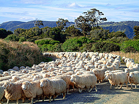 绵羊,牧群,途中