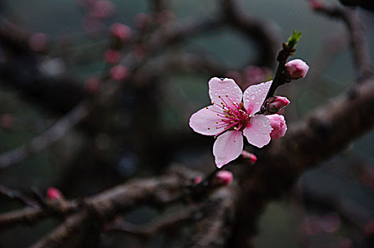 盛开的桃花