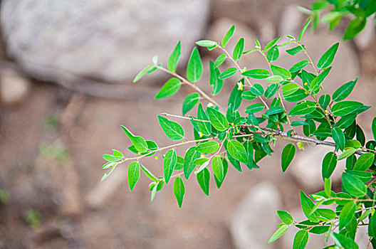 植物的叶片