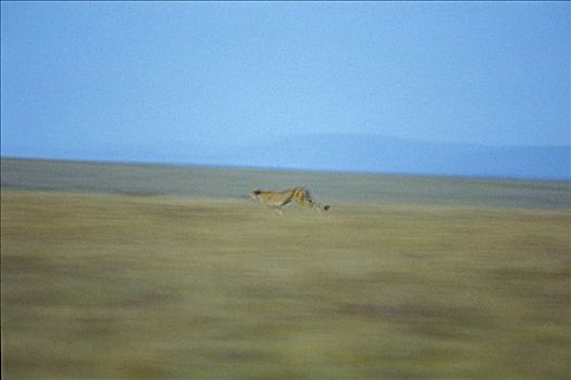 跑,印度豹,猎豹,远景,马赛马拉,肯尼亚