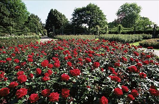 英格兰,伦敦,公园,女王,花园,玫瑰