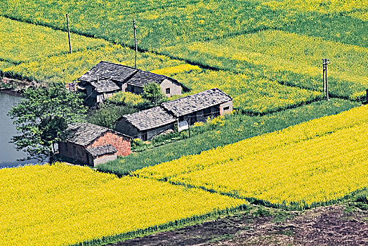 安徽省芜湖市响水涧油菜花田园乡村自然景观