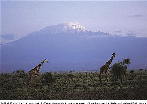 长颈鹿,哺乳动物,正面,乞力马扎罗山,晚间,肯尼亚,非洲,动物