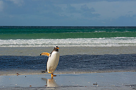 福克兰群岛,岛屿,巴布亚企鹅,走,海滩