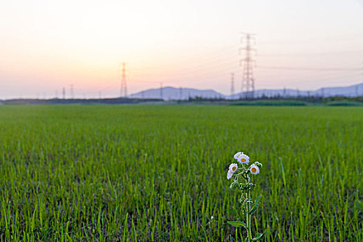 小野菊花背景下的田地