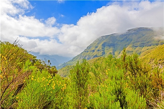 马德拉岛,自然,风景,绿色