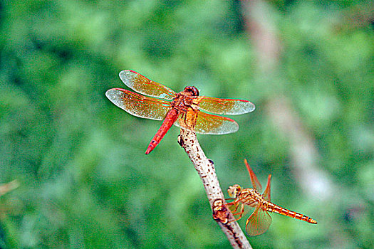 情侣,蜻蜓,达卡,孟加拉,七月,2007年