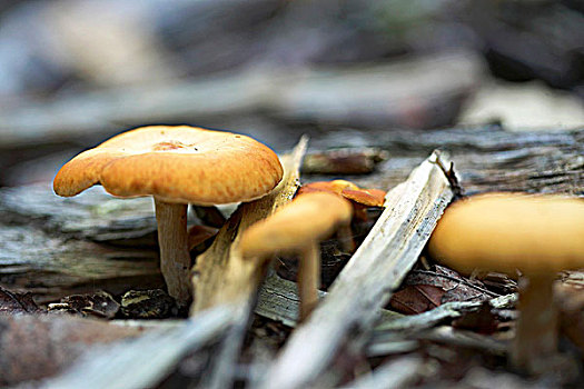 蘑菇,木