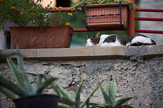 猫,睡觉,巷道,马里,克罗地亚