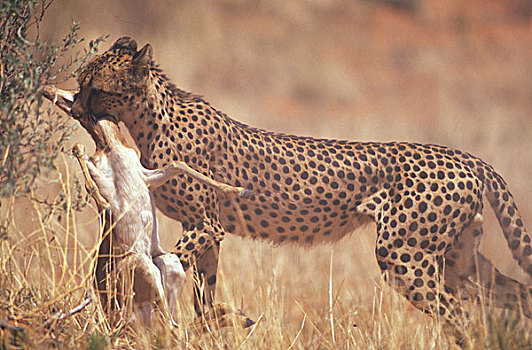 南非,卡拉哈迪大羚羊国家公园,印度豹,猎豹,奋力,跳羚,抓住,追逐,卡拉哈里沙漠