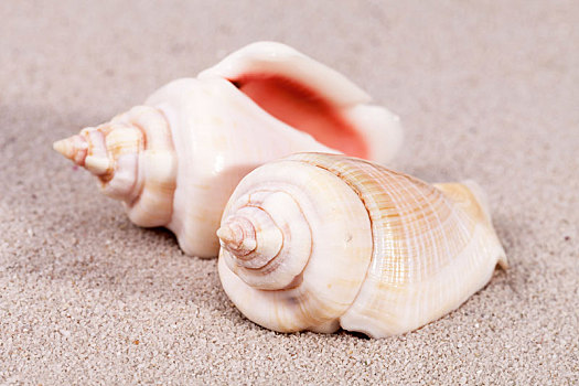 两个,海螺壳,躺着,沙子,特写