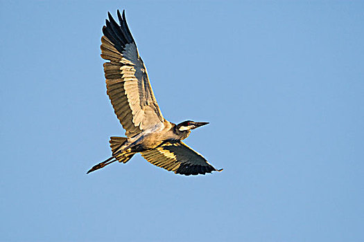 红嘴鸥,苍鹭,飞,哈博罗内,禁猎区,博茨瓦纳