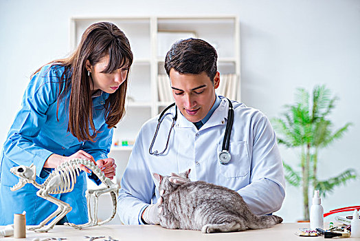 猫,检查,兽医,诊所