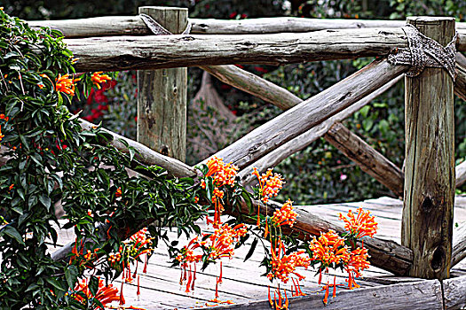 非洲肯尼亚热带植物-橙色铃铛花