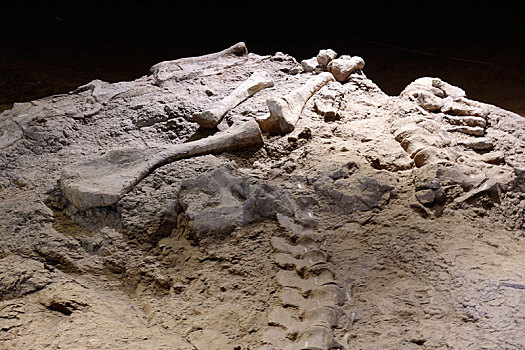 恐龙,化石