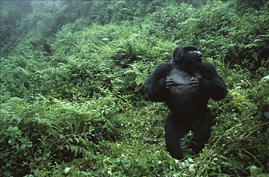 山地大猩猩,大猩猩,大,银背大猩猩,展示,攻击,旅游,维龙加山,卢旺达