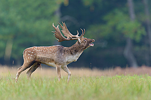 雄性,扁角鹿,黇鹿,发情期,黑森州,德国