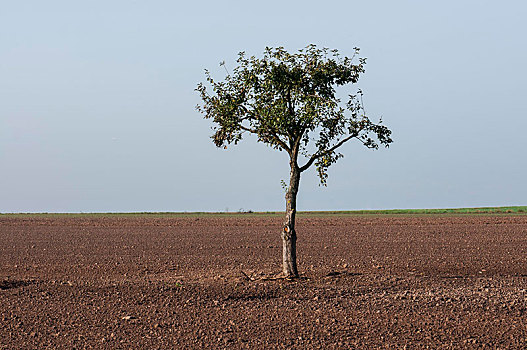 孤单,苹果树,农田,黑森州,德国,欧洲