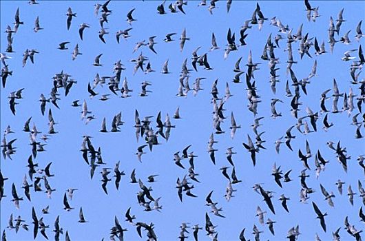 黑燕鸥,黑浮鸥,成群,飞,欧洲
