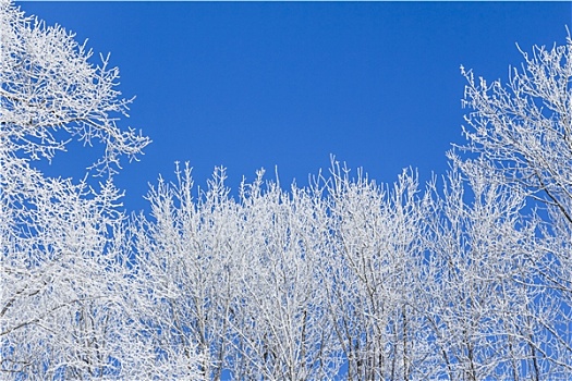 白色,冬日奇景,蓝天,树