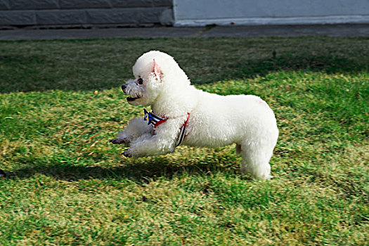 白色泰迪犬
