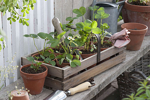 年轻,植物,草莓,陶制容器
