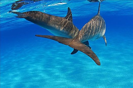 加勒比海,巴哈马,堤岸,两个,大西洋点斑原海豚,斑原海豚,后视图
