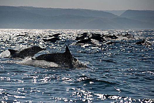 常见海豚,长吻真海豚,成年,群,水面急行,跳跃,海洋,外滨,港口,东开普省,南非