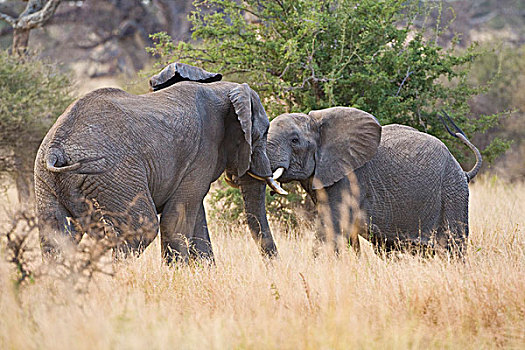 非洲,坦桑尼亚,雄性动物,大象,打斗,塔兰吉雷国家公园