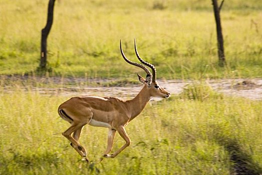黑斑羚,湖,国家公园,乌干达,非洲