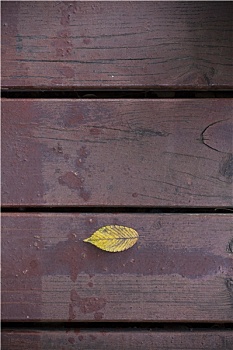 落在木板上的黄叶