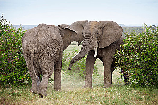 非洲,灌木,大象,非洲象,雄性动物,争斗,马赛马拉国家保护区,肯尼亚