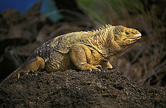 加拉帕戈斯,陆地,鬣蜥蜴,加拉巴哥陆鬣蜥,岩石上,加拉帕戈斯群岛