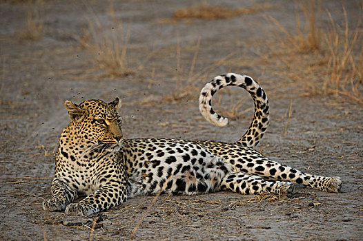 豹,女性,倚靠,莫雷米禁猎区,奥卡万戈三角洲,博茨瓦纳