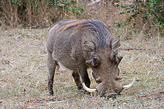 疣猪,区域,肯尼亚,非洲