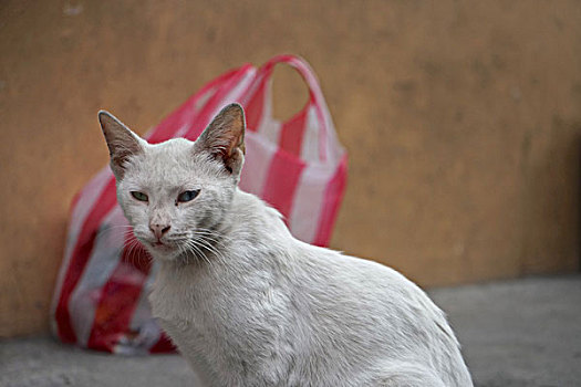 流浪猫