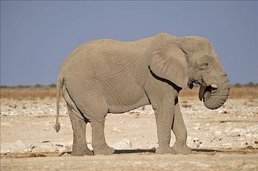 非洲,灌木,大象,非洲象,水坑,埃托沙国家公园,纳米比亚